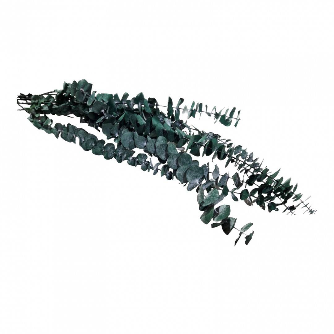 flori naturale stabilizate, eucalipt, 10 fire, 70 cm, verde 