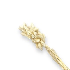 flori naturale stabilizate, buchet 50 fire, phalaris, 70 cm, alb