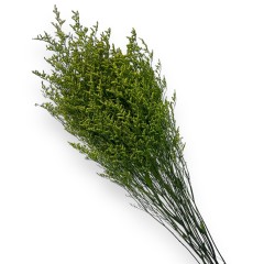 flori naturale stabilizate, statica, 80 cm, verde