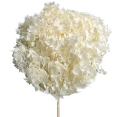 flori naturale stabilizate,hortensie, alb, 20 cm
